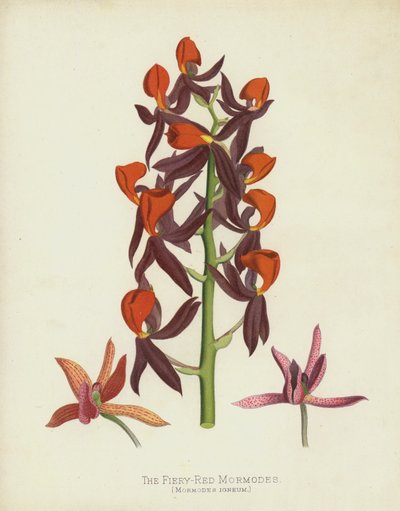 Den vilde røde Mormodes, Mormodes Igneum af English School